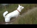 紀州犬のさんぽ