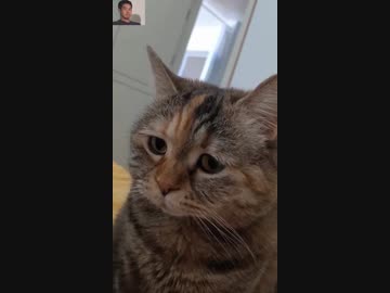 ホモと見る猫ミームの元ネタ集