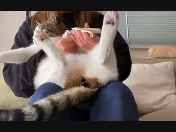 ねこの爪切り