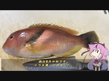 珍食材が食べたい！#174 イラの漬け丼