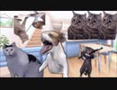 kuken hittar catmeme