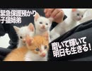 緊急保護預かり子猫たち、未来に輝く干しイモとなる