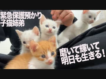 緊急保護預かり子猫たち、未来に輝く干しイモとなる