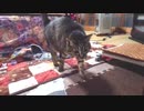 レアキャラ登場!!