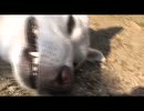 吸血犬 Vampire Dog
