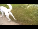 紀州犬の散歩旅2-2