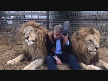 ホモと見るスリッパでライオンを分からせるおじさん