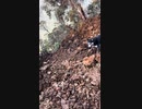 ホモと見る地滑りに乗って山を下りる犬