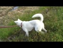 紀州犬の散歩旅4-2