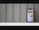 猫マニア