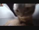 ホモと見る猫ミームの元ネタ集２