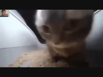 ホモと見る猫ミームの元ネタ集２