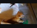 初めて見る自分の顔に腰砕けになる子猫