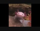 Axolotl.mp4
