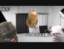 【浣腸編】ホモビデオ制作会社アルバイトの日常 #猫ミーム #猫マニ