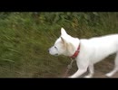 紀州犬の散歩旅7-1