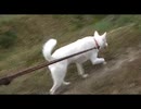 紀州犬の散歩旅7-3
