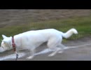 紀州犬の散歩旅8-2
