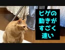 ヒゲの動きが速い！！