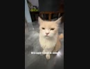 ホモと見る猫vsチピチピチャパチャパ