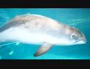 おたる水族館