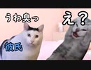 ま○こが臭い猫