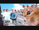 可愛いなぁだいちくん（猫）