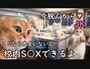 校内Ｓ○Ｘがバレた猫