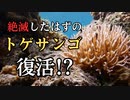 沖縄本島で地域絶滅したと思われていた希少なトゲサンゴが大量に発見されました！