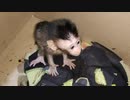 【子猿・ペット】子猿の汚さと箱の汚さは比例する