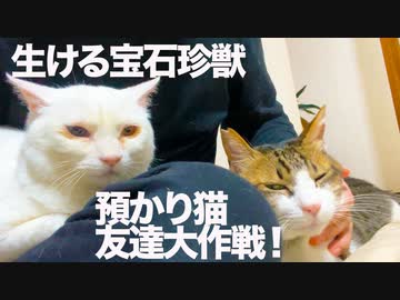 生ける宝石珍獣、預かり猫へのトモダチ大作戦