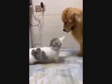 ホモと見るおそろしく速い手刀を犬に食らわせる猫