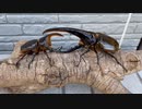 【昆虫バトル】サタンオオカブトvsヘラクレスオオカブト