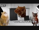 【挿入編】ホモビデオ制作会社アルバイトの日常 #猫ミーム #猫マニ