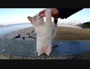 頭を撫でると伸び上がる野良猫がカワイイ