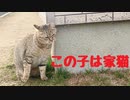 パトロールのスキに…【野良猫】