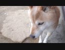 くぅが強くなった瞬間（食い意地）