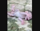 【子猿・ペット】無数の極小蟻に噛まれて悶絶する子猿ら