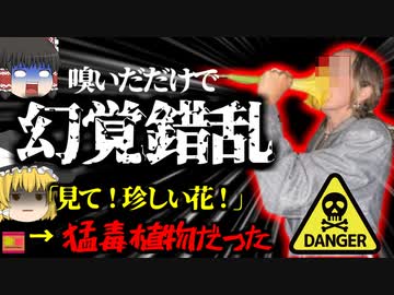 【2021年】別名『悪魔の吐息』 珍しい綺麗な花を見つけた二人 匂いを嗅いだだけで恐ろしい症状に見舞われる【ゆっくり解説】