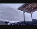 【和風BGM】センチメンタルな気持ちになる曲【作業用BGM 】