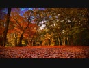 【和風BGM】秋の紅葉の時期に聴きたい曲【作業用BGM 】
