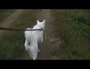 紀州犬の散歩旅11-2
