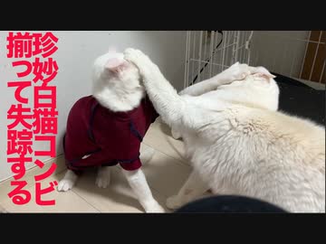 珍妙白猫系コンビ、こつ然と姿を消す…？