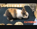ミッケ日記No9「いつものお部屋遊び」