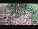 シケキノコ 2024/2/7(水) 14:35開始 ^^hello welcome to mush room~ﾋﾂﾏﾌﾞｼがてらに近くへﾕｷﾀｲ~＾＾