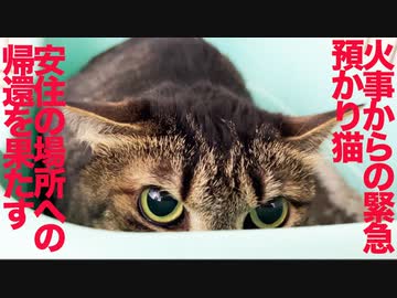火事からの緊急預かり猫、安住の地に帰還する