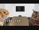 【バックレ編】ホモビデオ制作会社アルバイトの日常 #猫ミーム #猫マニ