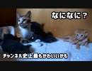 子育中の母猫に猫草あげたら子猫たちの反応が可愛かった