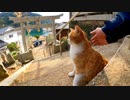 第227位：神社に行くと付いてくる猫がいてカワイイ