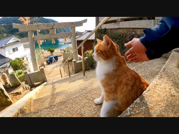 神社に行くと付いてくる猫がいてカワイイ